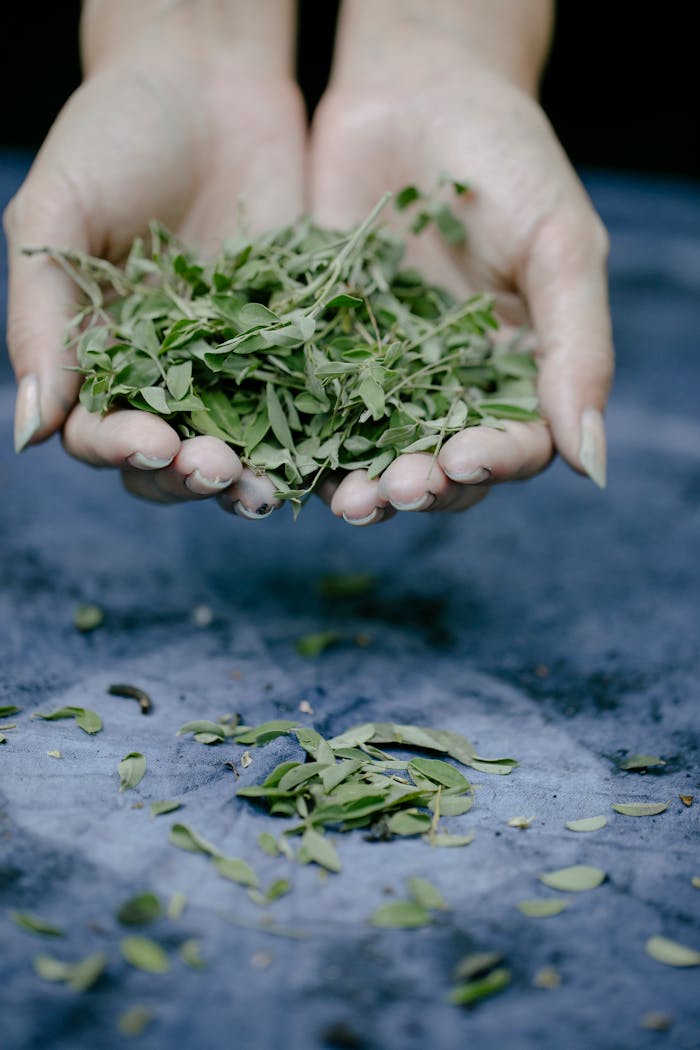 A pair of hands gently holding fresh sage leaves over a blue surface.